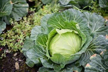 A close-up photograph of a cabbage plant growing in a field, showcasing its leaves with visible insect bite marks and glistening water droplets.