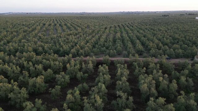 Aerial view at sunset of olive groves for the production of extra virgin olive oil in Corato in Puglia.