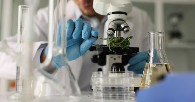 CBD oil extraction lab with dried flower under microscope to observe trichomes. Chemist works with tweezers Innovative medical technology and laboratory