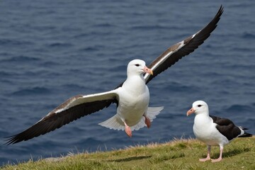 Obraz premium Adult black-browed albatross (Thalassarche melanophris) landing