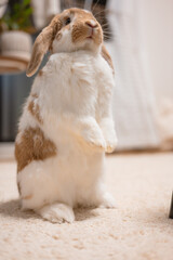 ロップイヤーのうさぎ