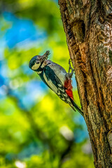 Pics épeiches nourrissant les petits