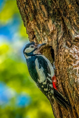 Pics épeiches nourrissant les petits