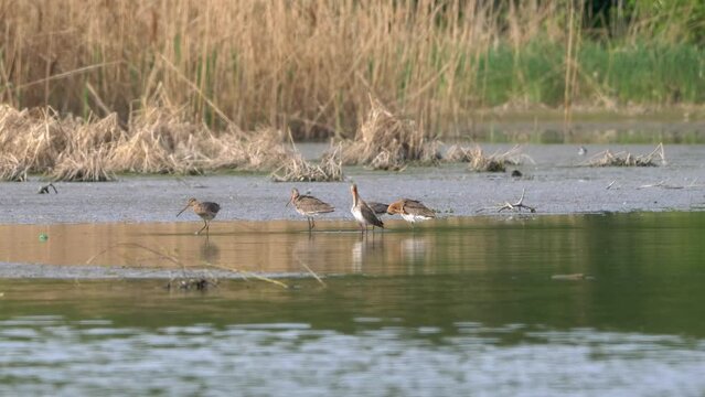 Black-tailed Godwit - Limosa limosa wading through the shallows on Danube river