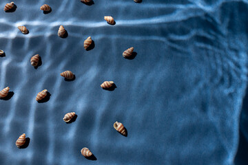 Seashells with underwater shadows on the blue background top view. Copy space