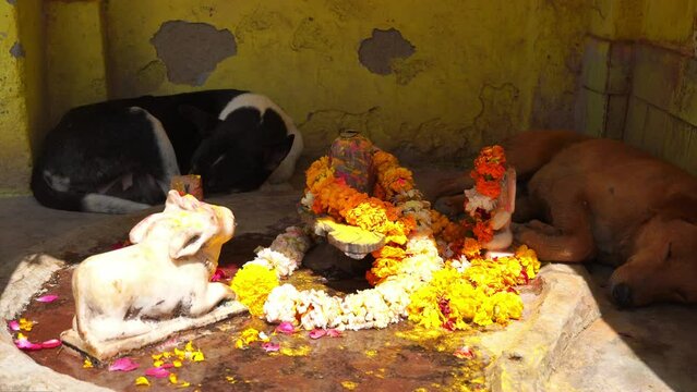 dogs sleeping near shiv mandir alone dog video