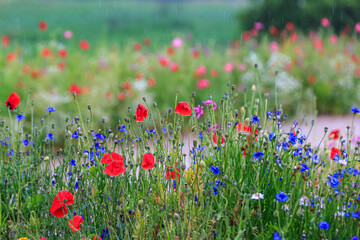 Fototapeta premium Red poppy flowers in a wild field. Vivid Poppies meadow in spring. Beautiful summer day. Beautiful red poppy flowers on green fleecy stems grow in the field. Scarlet poppy flowers in the sunset light