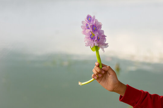 Hand holding water hyacinth flower (Eichhornia crassipes), beautiful flower