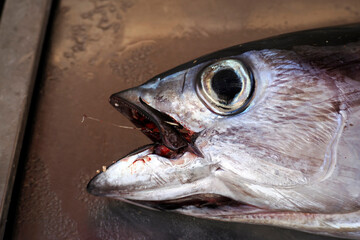 Tuna fresh fish seafood at Ortigia Syracuse sicily fish market Italy