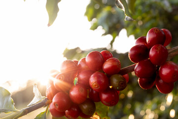 Frutos de café em Fazenda Minas Gerais, Brasil