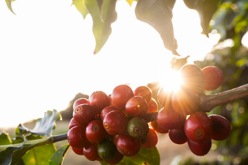 Frutos de café, Pôr do sol, Fazenda Minas Gerais, Brasil