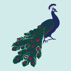 a beautiful vector peacock 