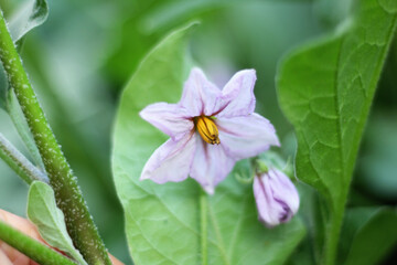 Flowering eggplant in garden. Close up.