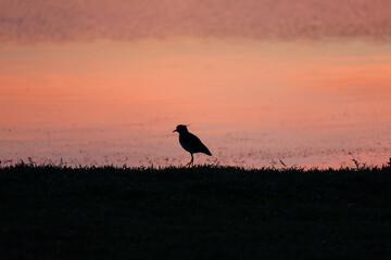 silhouette of a bird by the river on the sunset