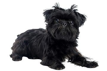 A small black dog with a long beard and a mohawk is looking at the camera. The dog is sitting on a...