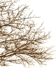 桜の木シルエット1