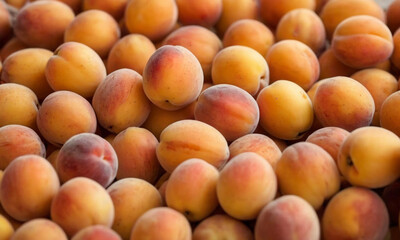 Ripe apricots in various shades of yellow and orange with some red blushes, each having a smooth texture visible with natural imperfections on the skin.