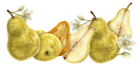 Pear watercolor hand drawn isolated food illustration. Realistic fresh green and dried fruits with flower horizontal arrangement for menu and food package design.