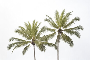 Twin Palms Against a Clear Sky