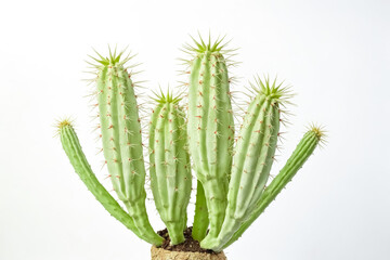 Cacti in a Pot