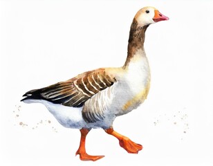 Obraz premium Gęś ilustracja