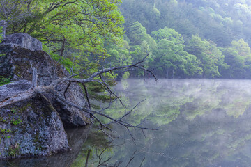 Reflections of the willow tree in the foggy forest reservoir where new green leaves sprout. Spring scenery of the main mountain area of Cheongsong County, North Gyeongsang Province.
