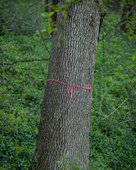 Close-up color photo of a large tree with a red plastic ribbon tied around the trunk marking it to be cut down and removed. Soft blurred, de-focused green leaf background and copy space.