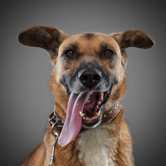 ginger funny dog - a symbol of 2018, stuck out his tongue and smiles, posing on grey background