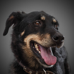 Cute smiling black dog 