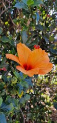 Fototapeta premium Hibiscus × rosa-sinensis, known colloquially as Chinese hibiscus, China rose, Hawaiian hibiscus, rose mallow and shoeblack plant, is a cultigen of tropical hibiscus, a flowering plant in the Hibisceae