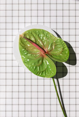 Colorful tropical green anthurium or flamingo flower on the white cherered pattern background. Top view. 