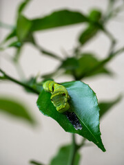 脱皮したてのアゲハの幼虫