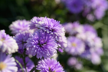 Purple flowers of Michaelmas Daisy (Aster Amellus), Aster alpinus, Asteraceae violet blooms growing in the garden in summer with copy space.