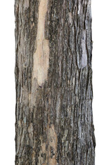Tree trunk isolated on white background.