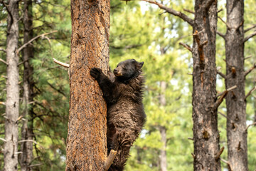 Black Bear in a tree