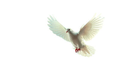 Fototapeta premium White dove on bright light shines from heaven background. Symbol of love and peace descends from sky. transparent, isolated on white.