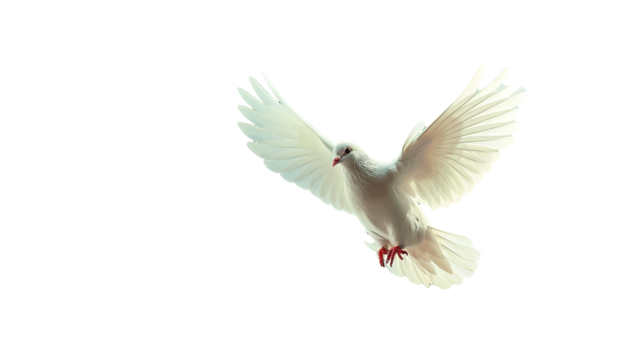 White dove on bright light shines from heaven background. Symbol of love and peace descends from sky. transparent, isolated on white.