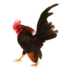  chicken
