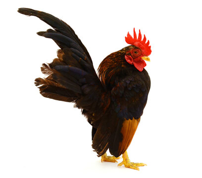  chicken
