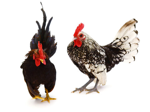 two chicken