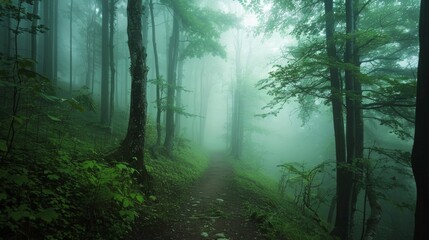 Obraz premium A serene, mist-covered forest path flanked by lush, green trees, creating a mysterious yet peaceful atmosphere.
