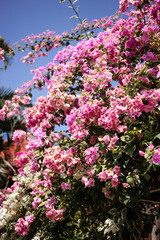 Pink flowering bush on blue sky background close-up