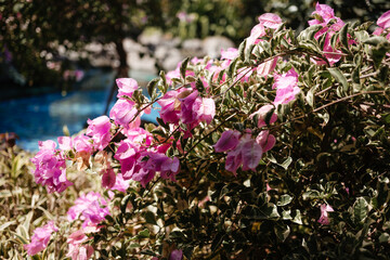 Beautiful pink flowers on a bush close-up