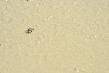 Tropical crabs on African beach running and digging holes under the sand