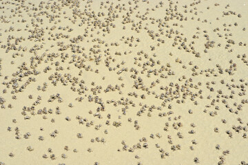 Naklejka premium Tropical crabs on African beach running and digging holes under the sand