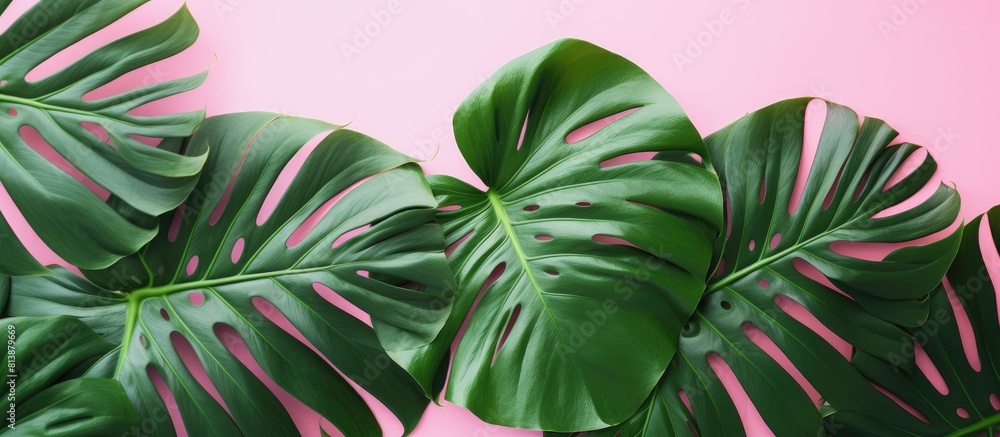 Poster a top down view of monstera leaves on a pink background creating a summery vibe the composition incl