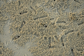 Tropical crabs on African beach running and digging holes under the sand