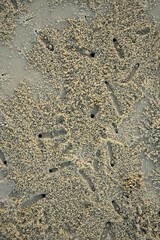 Tropical crabs on African beach running and digging holes under the sand