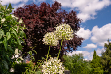 Weiße Blüten von Allium im Sommer