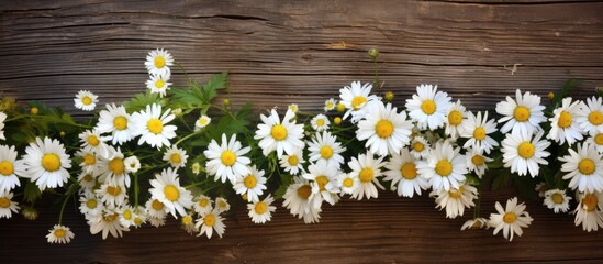 Obraz premium A serene image of white chamomile flowers showcased on a rustic wooden backdrop Perfect for using as a copy space image